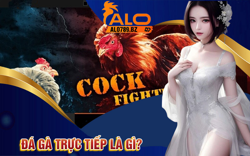 Đá Gà Trực Tiếp - Cá Cược Đá Gà Thomo Online Tại Alo789 2 Đá gà trực tiếp là gì?