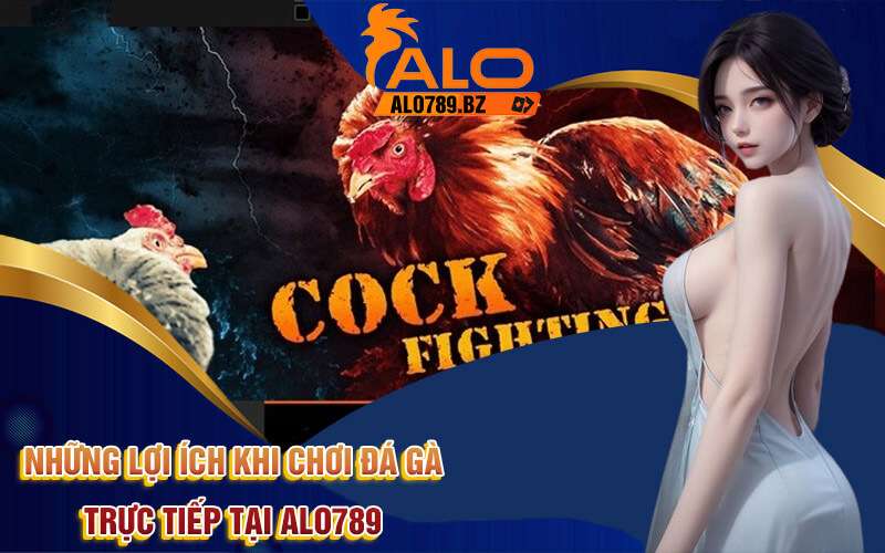 Đá Gà Trực Tiếp - Cá Cược Đá Gà Thomo Online Tại Alo789 3 Những lợi ích khi chơi Đá gà trực tiếp tại Alo789