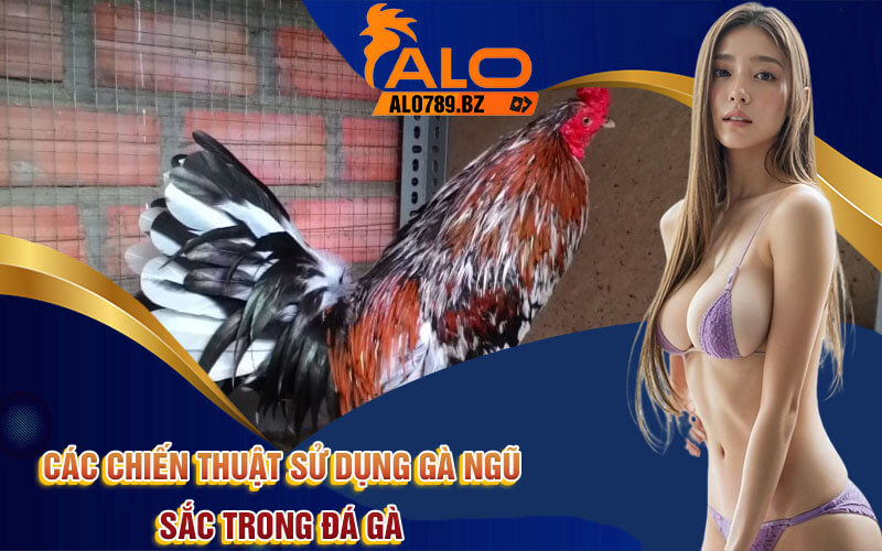 Gà Ngũ Sắc - Các Đặc Điểm Và Ưu Điểm Gà Ngũ Sắc Từ Alo789 4 Các chiến thuật sử dụng gà ngũ sắc trong đá gà