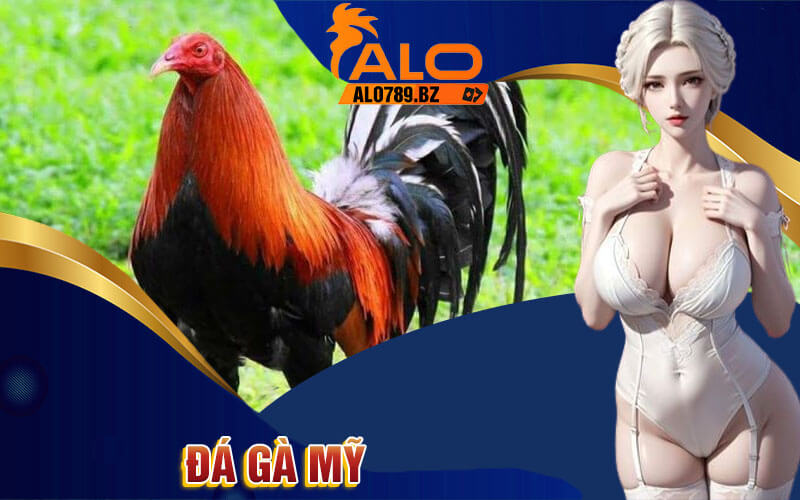 Đá Gà Mỹ