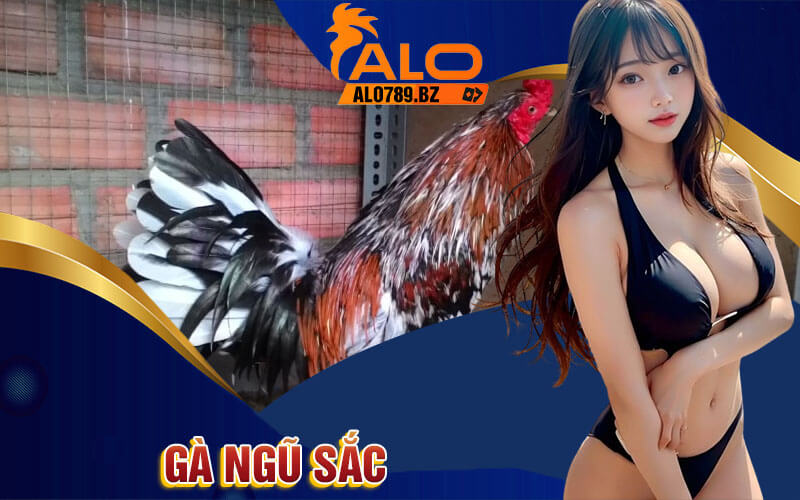 Gà Ngũ Sắc