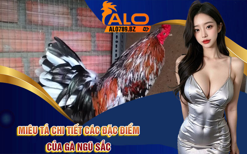 Gà Ngũ Sắc - Các Đặc Điểm Và Ưu Điểm Gà Ngũ Sắc Từ Alo789 2 Miêu tả chi tiết các đặc điểm của gà ngũ sắc