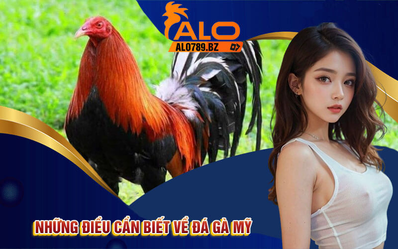 Đá Gà Mỹ - Khám Phá Trào Lưu Đá Gà Độc Đáo Tại Alo789 2 Những điều cần biết về Đá Gà Mỹ