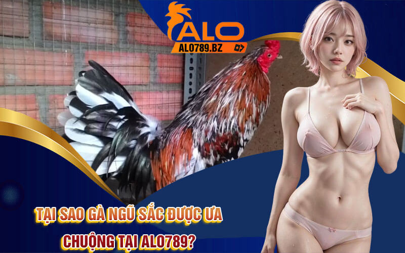 Gà Ngũ Sắc - Các Đặc Điểm Và Ưu Điểm Gà Ngũ Sắc Từ Alo789 3 Tại sao gà ngũ sắc được ưa chuộng tại Alo789?