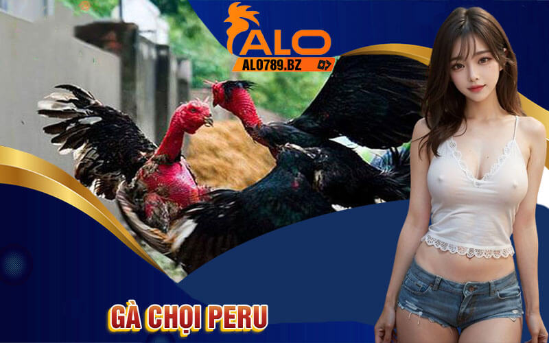Gà Chọi Peru