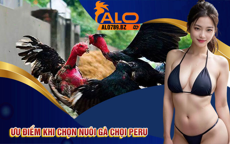 Gà Chọi Peru - Thông Tin Chi Tiết Về Giống Gà Thú Vị Tại Alo789 3 Ưu điểm khi chọn nuôi Gà Chọi Peru